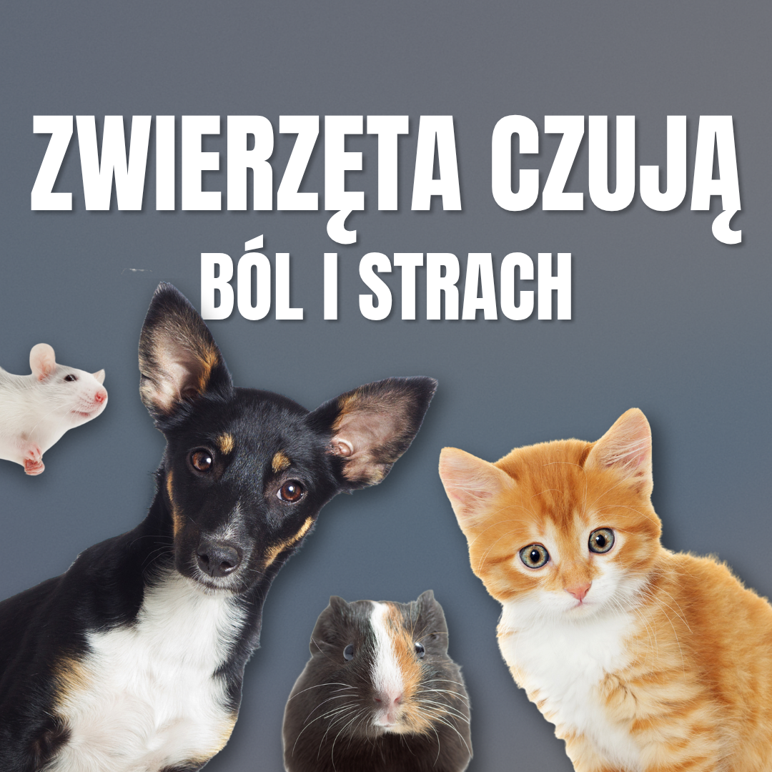 Zwierzęta czują ból i lęk !