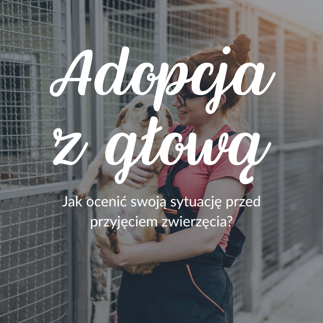 Adopcja z głową: jak ocenić swoją sytuację przed przyjęciem zwierzęcia?