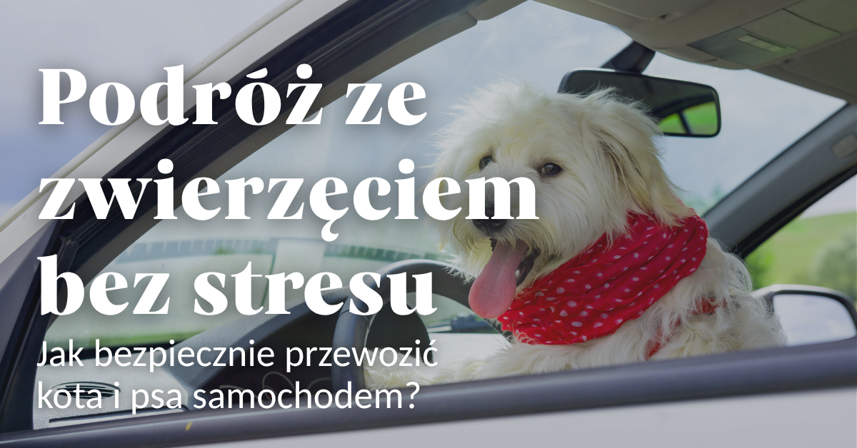 Podróż ze zwierzęciem bez stresu – jak bezpiecznie przewozić kota i psa samochodem?