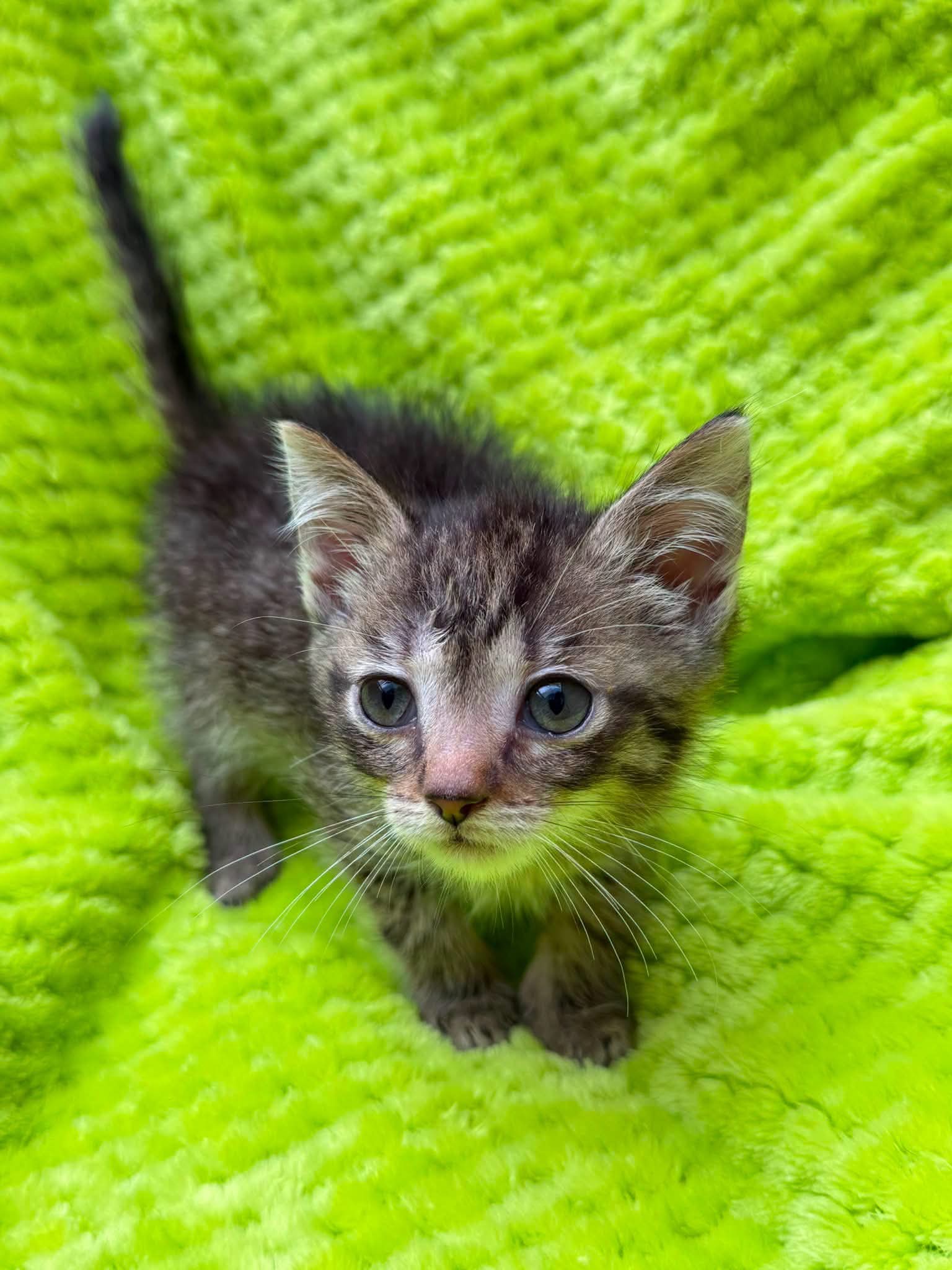 Nala 5168/26