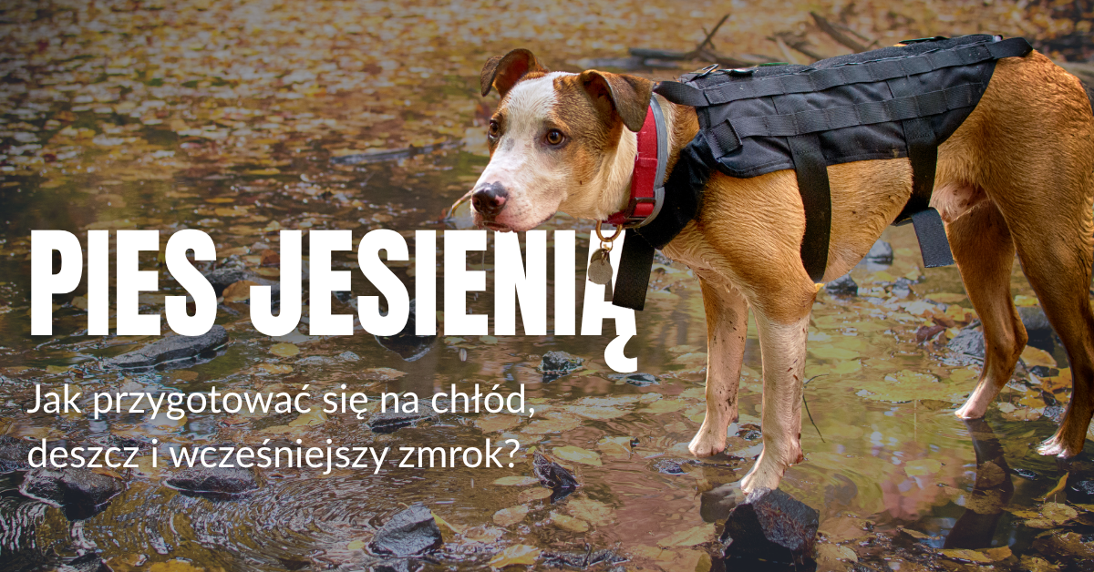 Pies jesienią – jak przygotować się na chłód, deszcz i wcześniejszy zmrok?