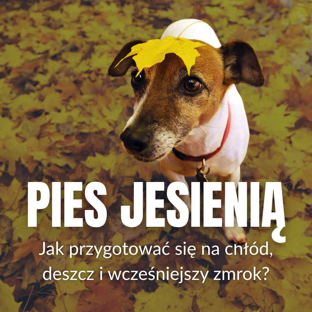 Pies jesienią – jak przygotować się na chłód, deszcz i wcześniejszy zmrok?