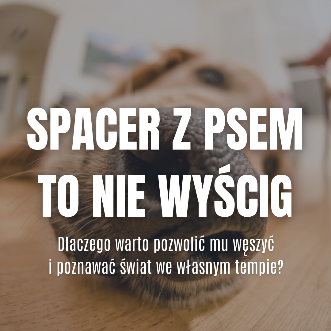 Spacer z psem to nie wyścig