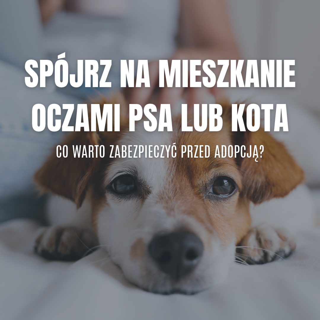 Spójrz na mieszkanie oczami psa lub kota. Co warto zabezpieczyć przed adopcją?